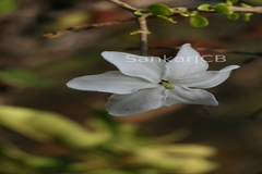 Gardenia gummifera